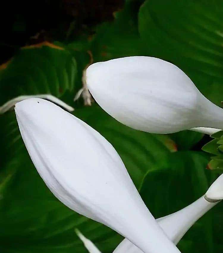 玉簪花一一嫦娥的簪、九天仙女的气