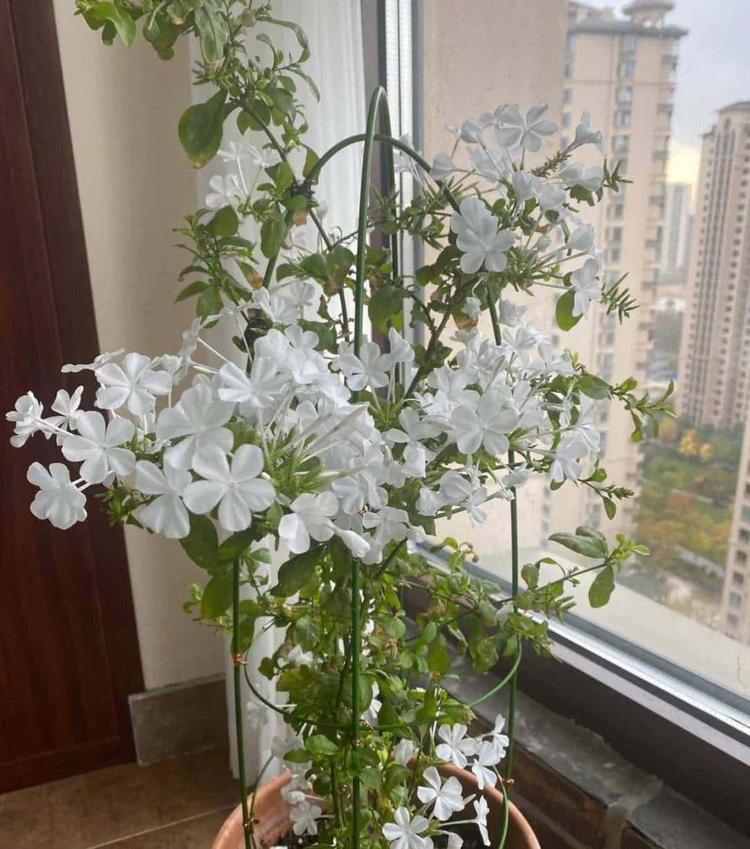 白雪花，一开就是半年多，花色清新淡雅，养护简单