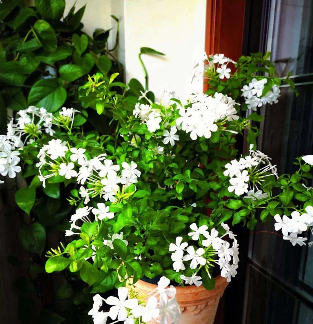 白雪花，一开就是半年多，花色清新淡雅，养护简单