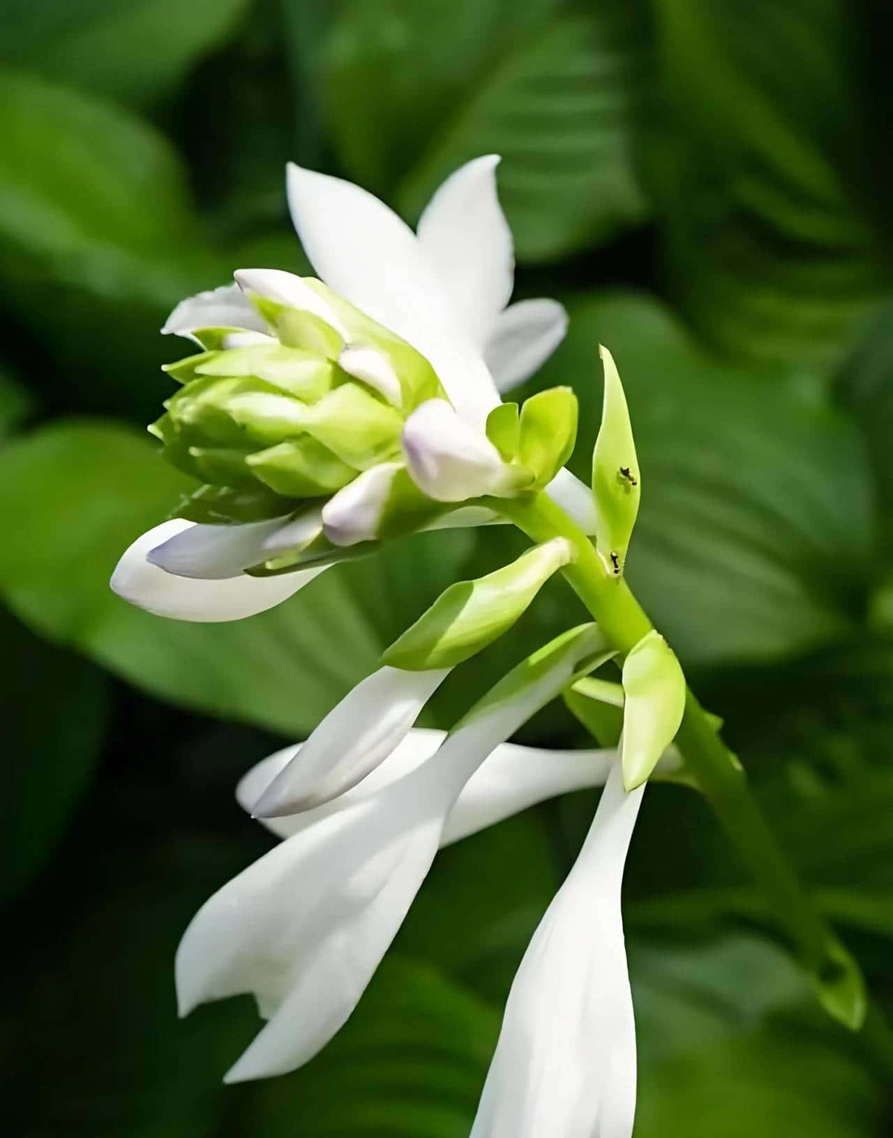 玉簪花一一嫦娥的簪、九天仙女的气