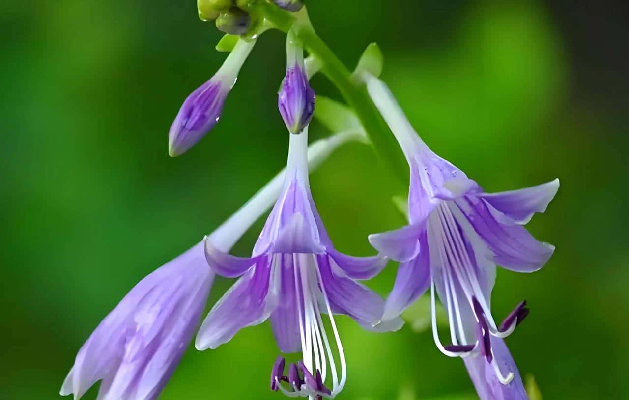 玉簪花一一嫦娥的簪、九天仙女的气