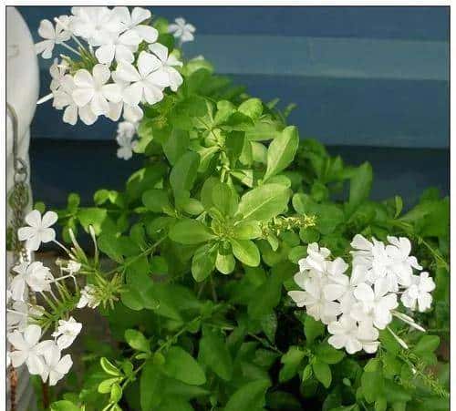 白雪花，一开就是半年多，花色清新淡雅，养护简单