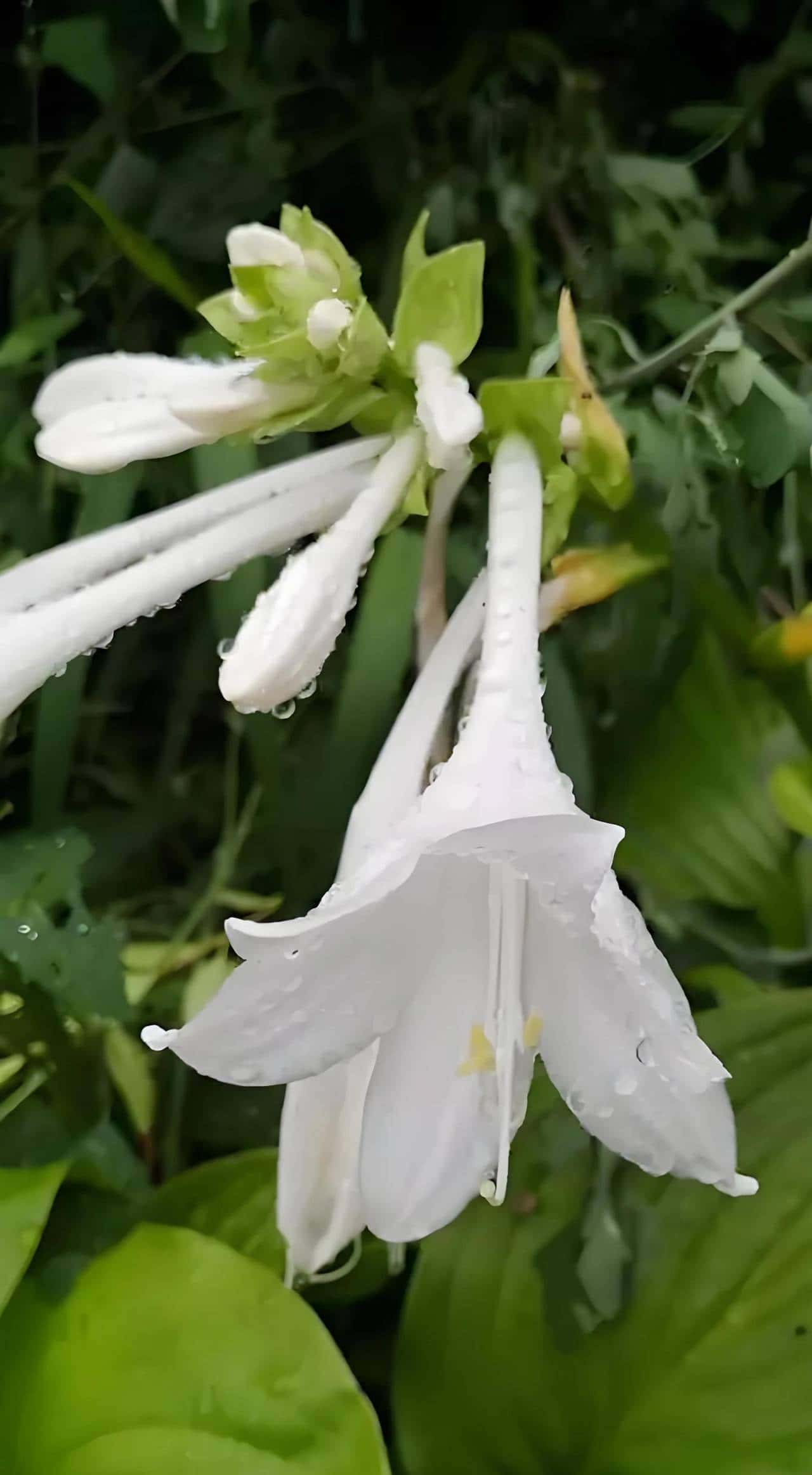 玉簪花一一嫦娥的簪、九天仙女的气
