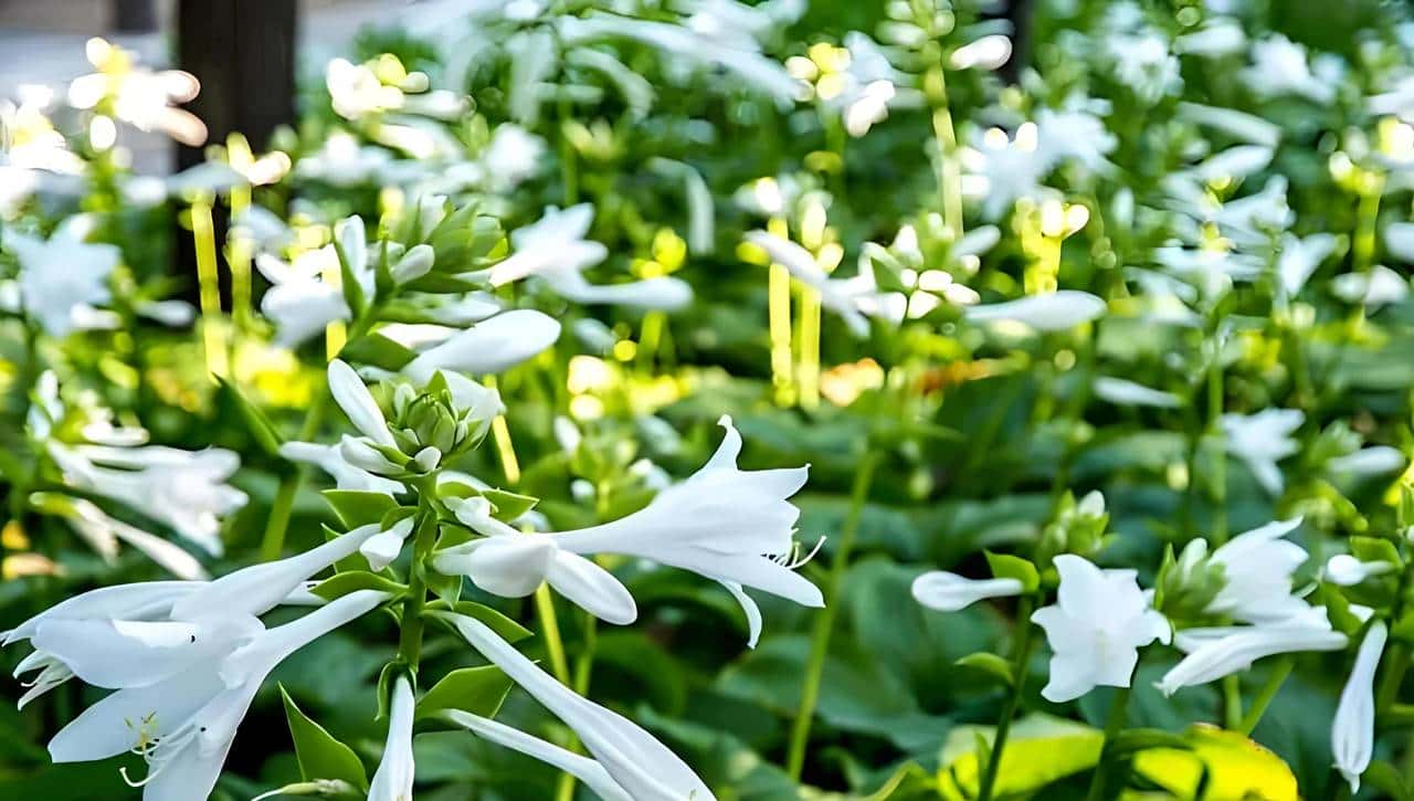 玉簪花一一嫦娥的簪、九天仙女的气
