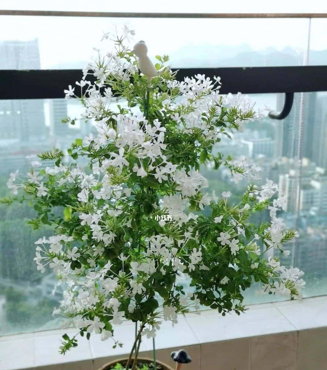 白雪花，一开就是半年多，花色清新淡雅，养护简单