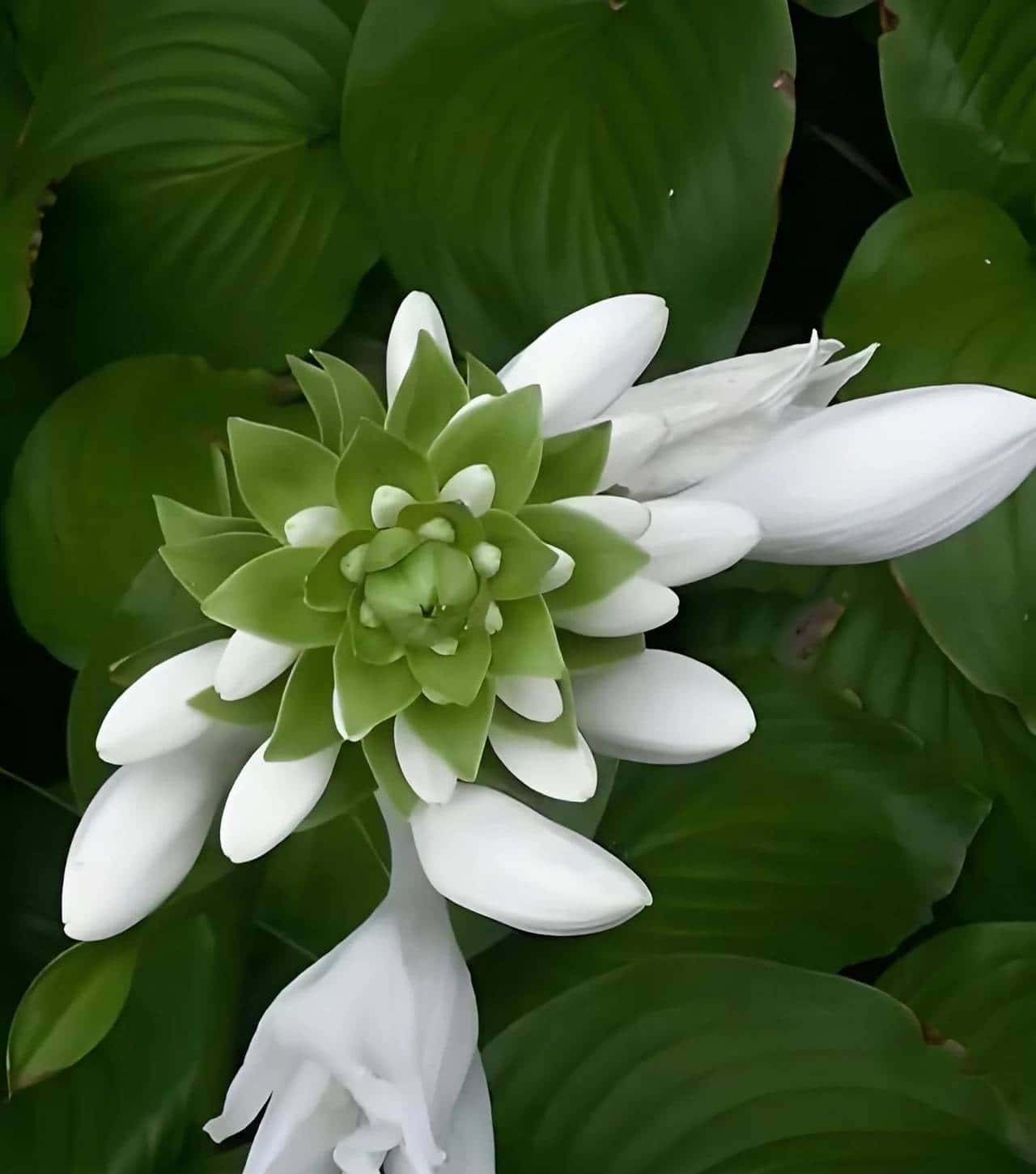 玉簪花一一嫦娥的簪、九天仙女的气