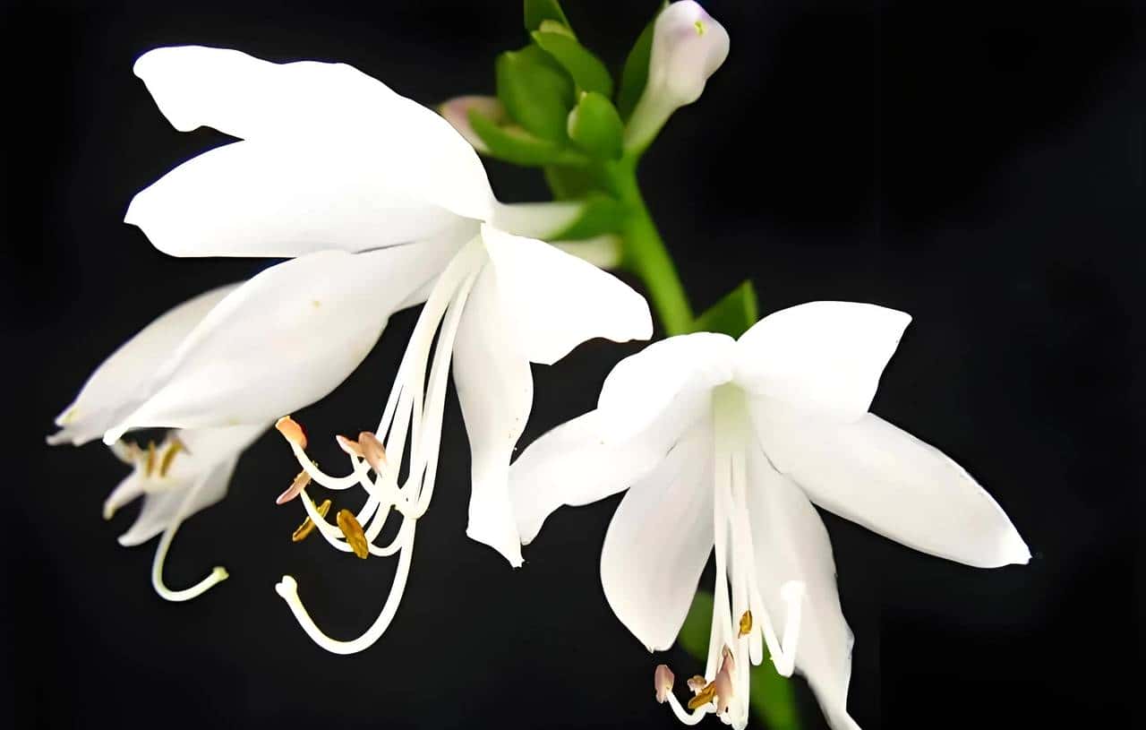 玉簪花一一嫦娥的簪、九天仙女的气