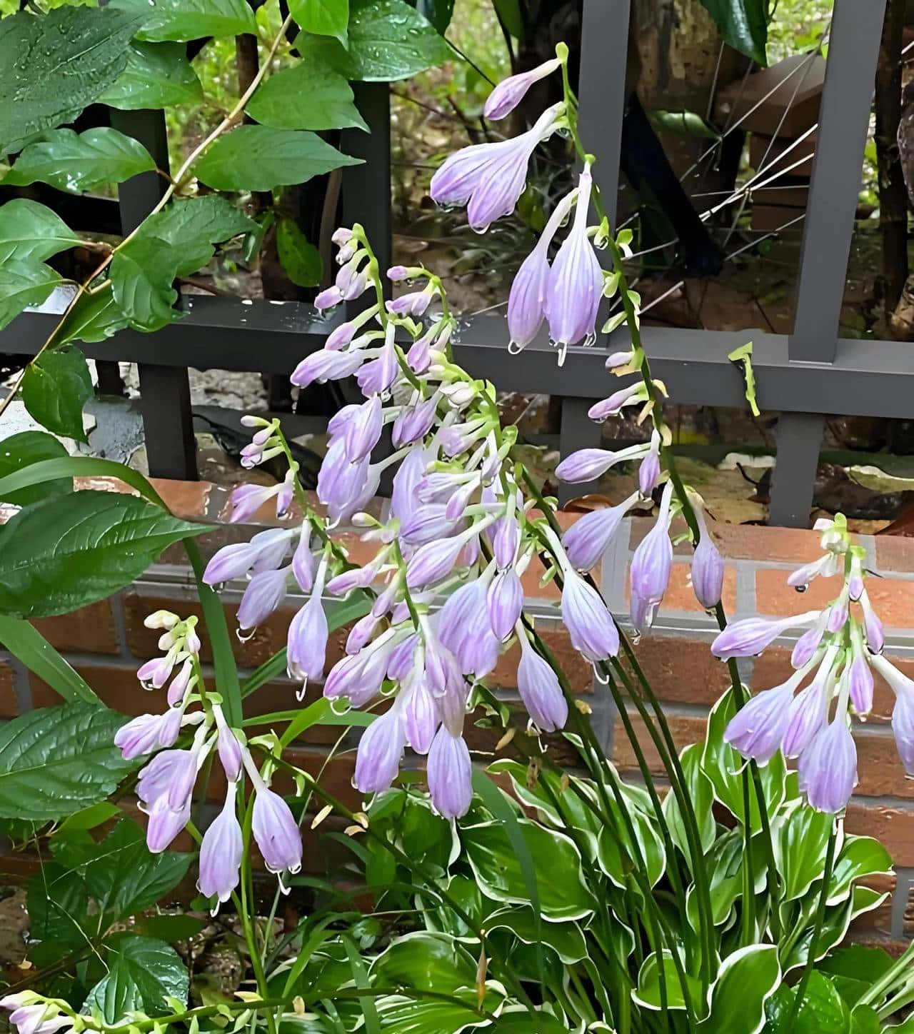 玉簪花一一嫦娥的簪、九天仙女的气