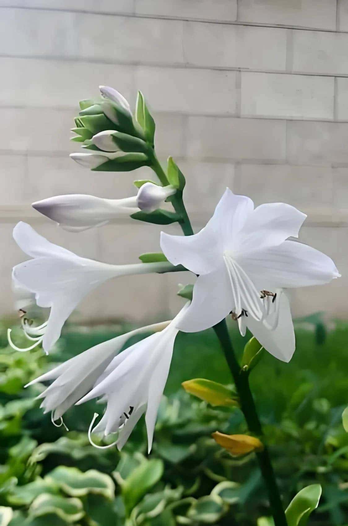 玉簪花一一嫦娥的簪、九天仙女的气