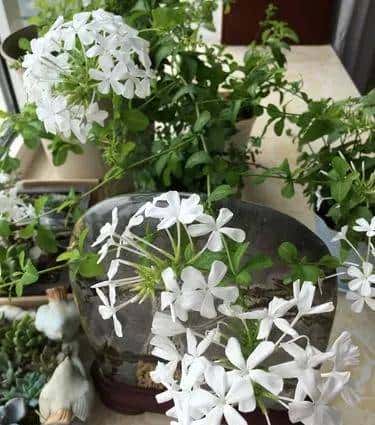 白雪花，一开就是半年多，花色清新淡雅，养护简单