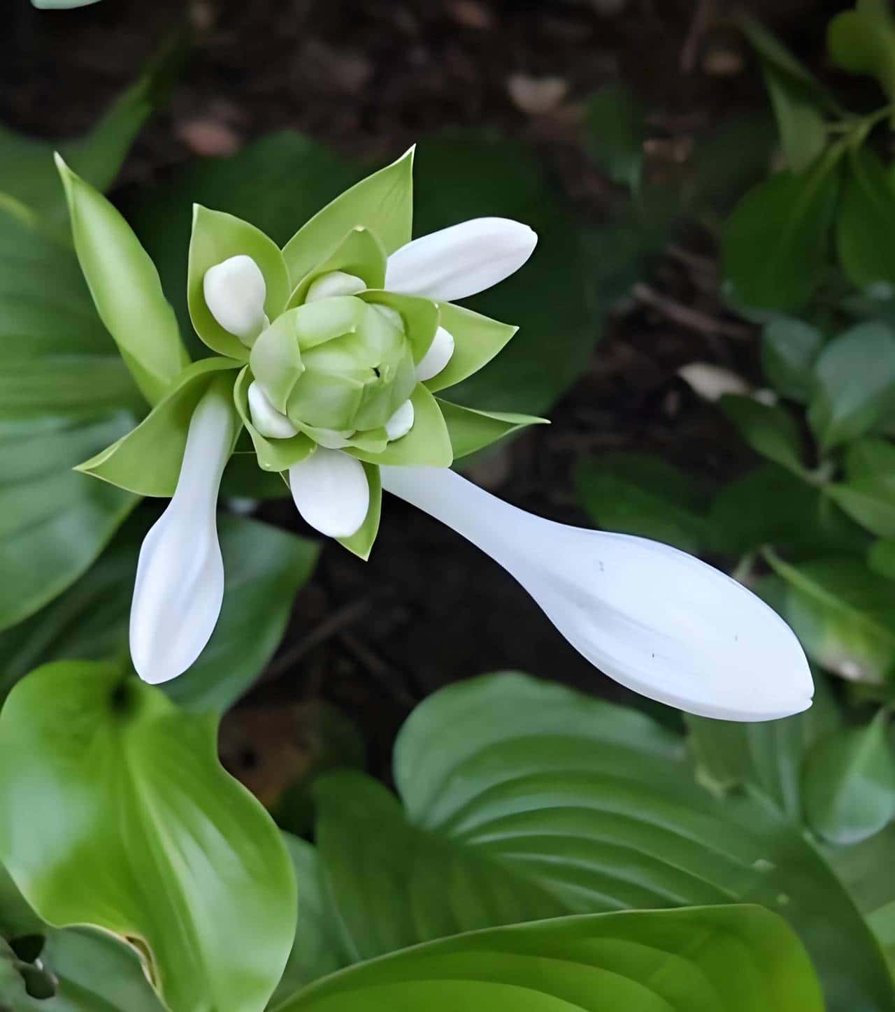 玉簪花一一嫦娥的簪、九天仙女的气