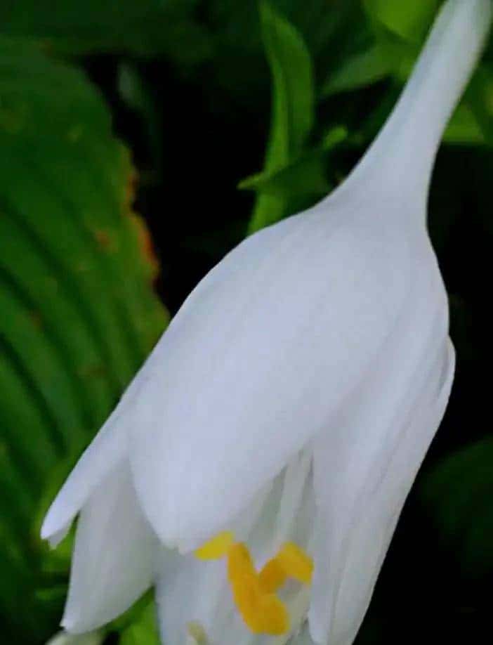 玉簪花一一嫦娥的簪、九天仙女的气