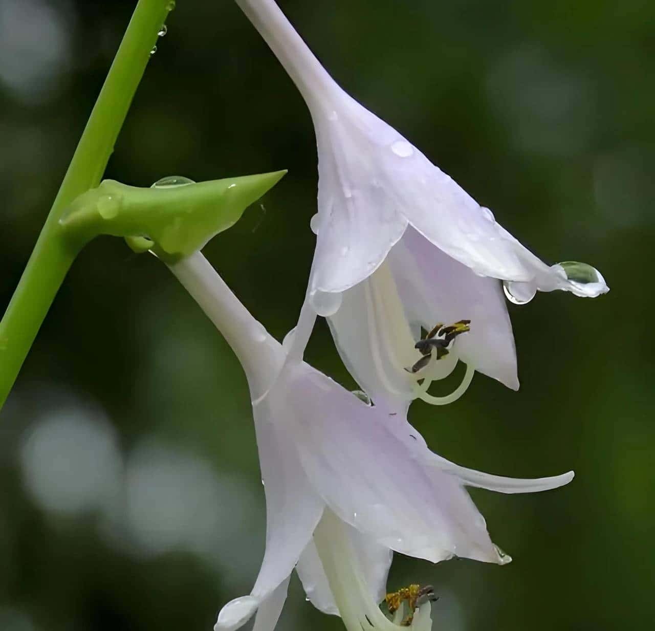 玉簪花一一嫦娥的簪、九天仙女的气