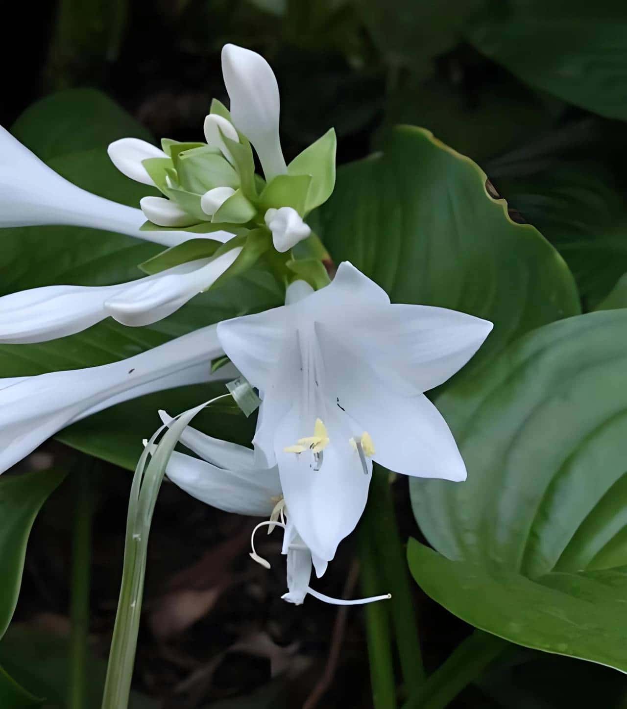 玉簪花一一嫦娥的簪、九天仙女的气