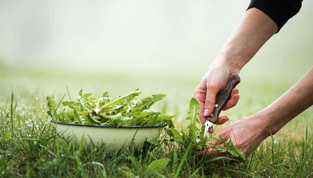 想挖野菜的人应该了解的知识