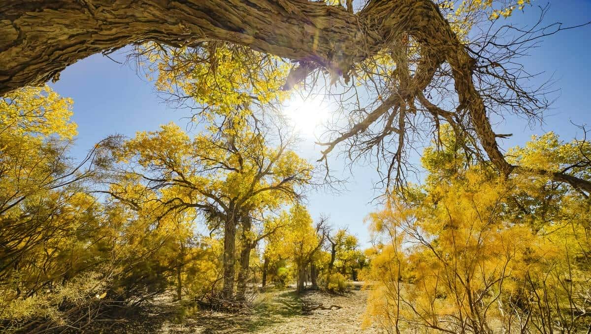 程序员十大层次，你在第几层