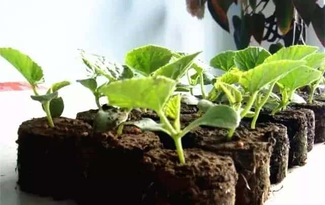 有关播种你所要知道的一切