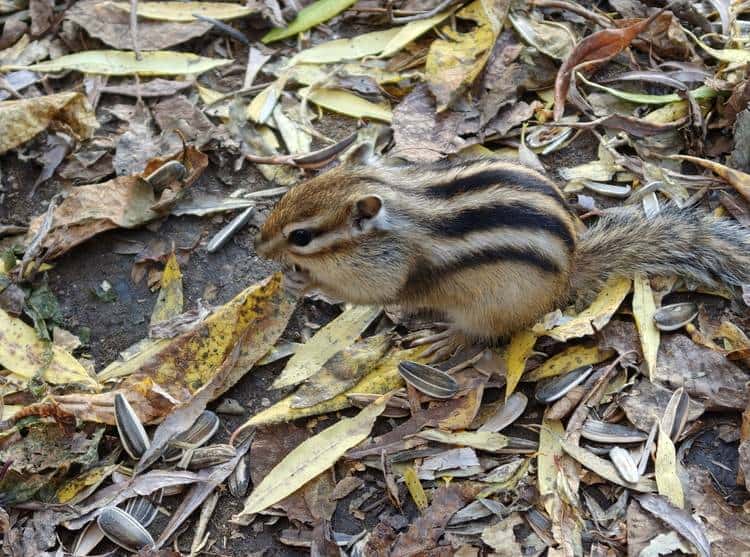 OPPO Find X9系列双机首测：不再摇摆，勇敢做自己