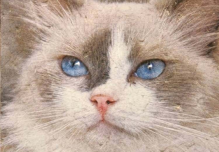 OPPO Find X9系列双机首测：不再摇摆，勇敢做自己