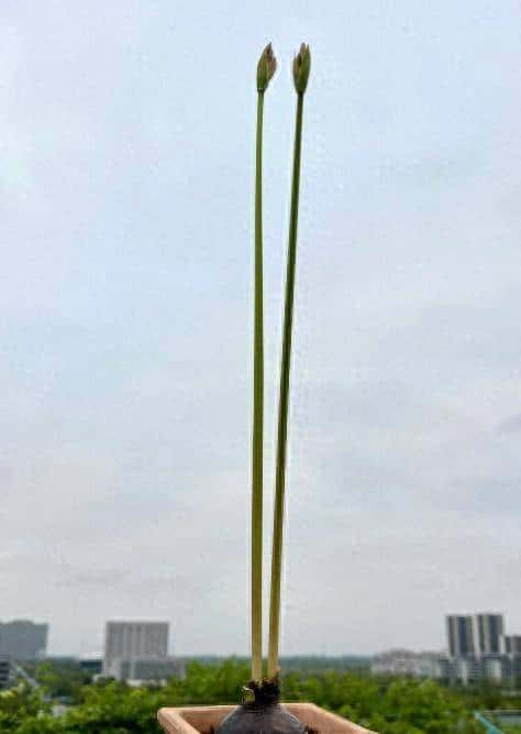 男子晒“超有个性的绿植”；简直太搞笑，网友：再多一根就尴尬了 - 宋马