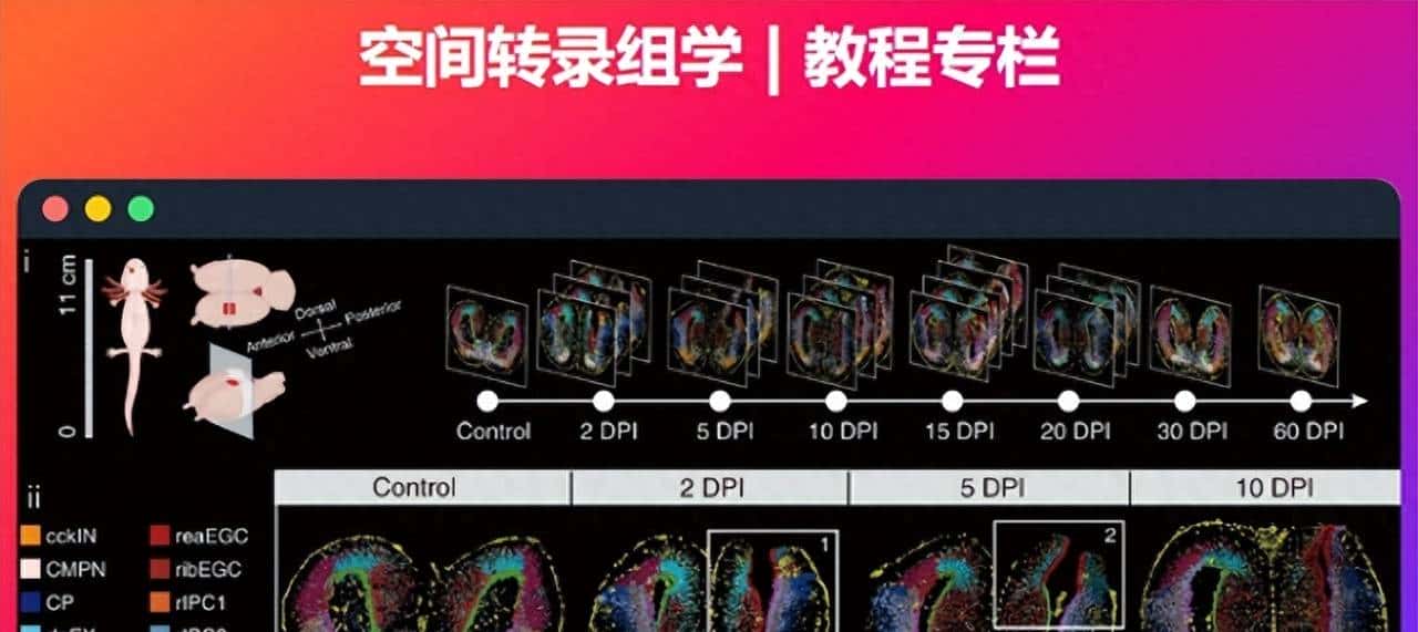 空间转录组: 反卷积及可视化 - 宋马