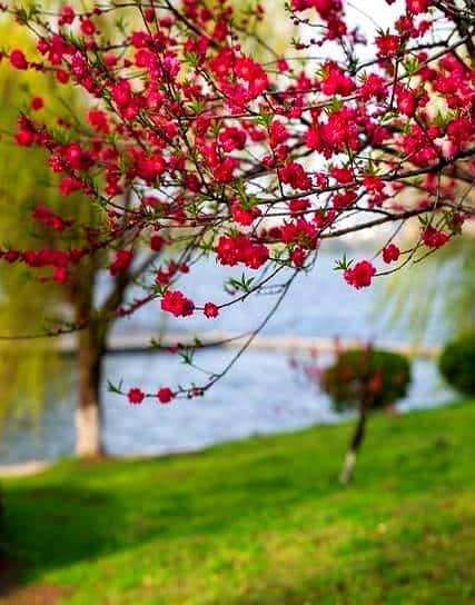 时光有序，冬去，春来，夏亦至；枯树逢春，渐喜，渐绿，渐丰盈