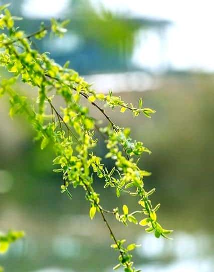 时光有序，冬去，春来，夏亦至；枯树逢春，渐喜，渐绿，渐丰盈