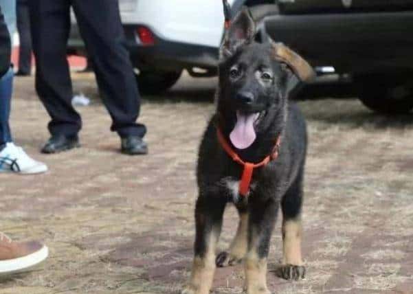 【战甲轰鸣】中国首例克隆警犬诞生