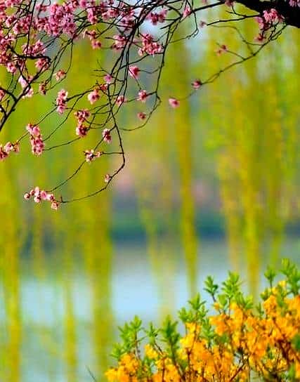 时光有序，冬去，春来，夏亦至；枯树逢春，渐喜，渐绿，渐丰盈 - 宋马