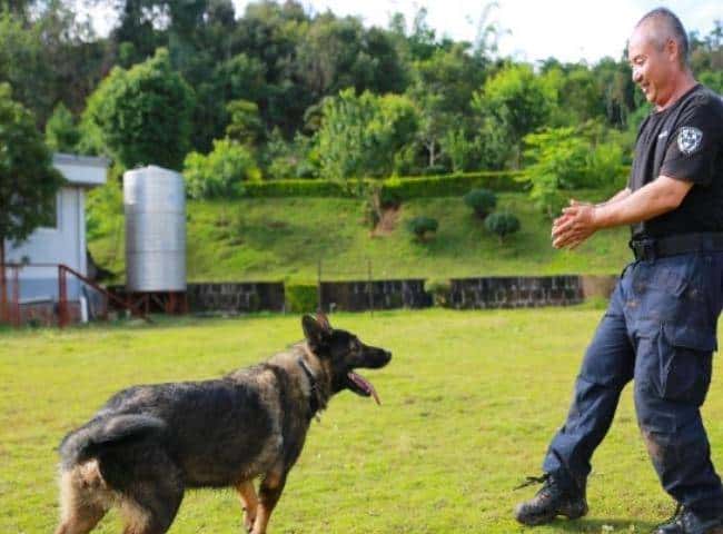 【战甲轰鸣】中国首例克隆警犬诞生