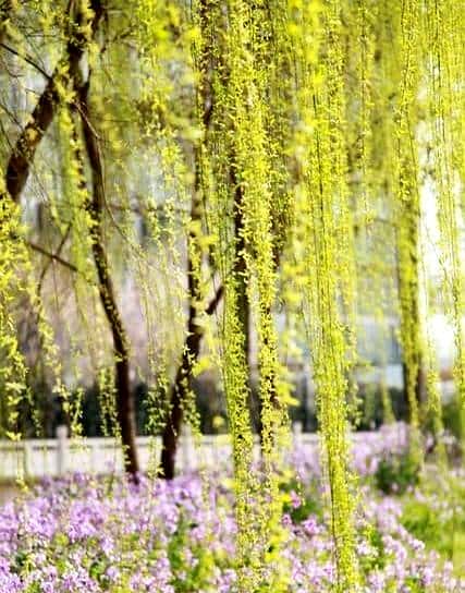 时光有序，冬去，春来，夏亦至；枯树逢春，渐喜，渐绿，渐丰盈