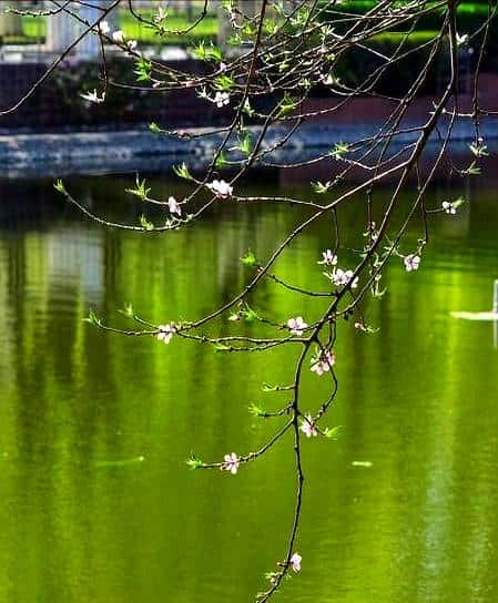 时光有序，冬去，春来，夏亦至；枯树逢春，渐喜，渐绿，渐丰盈