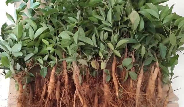 未经批准!珠海男子带锄头登无人岛,被抓后现场查获“牛大力”