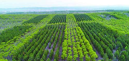 植树节特别关注：66年，黄沙地见证“橄榄绿”