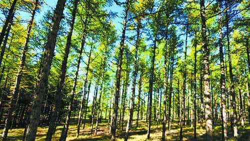 植树节特别关注：66年，黄沙地见证“橄榄绿”