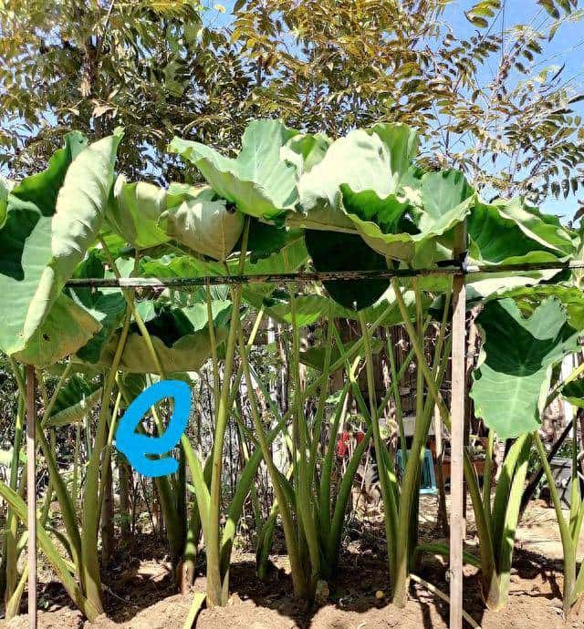 芋头不要急着刨,松松土,上上面,上冻前再刨增重好吃又耐储 - 宋马