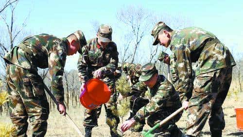 植树节特别关注：66年，黄沙地见证“橄榄绿”