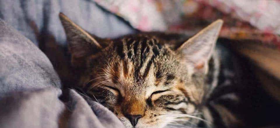 Netty中的 FastThreadLocal，到底快不快？有多快？ - 宋马