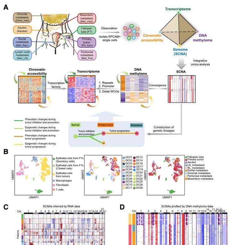 单细胞多组学揭示高浆卵巢癌的分子调控机制