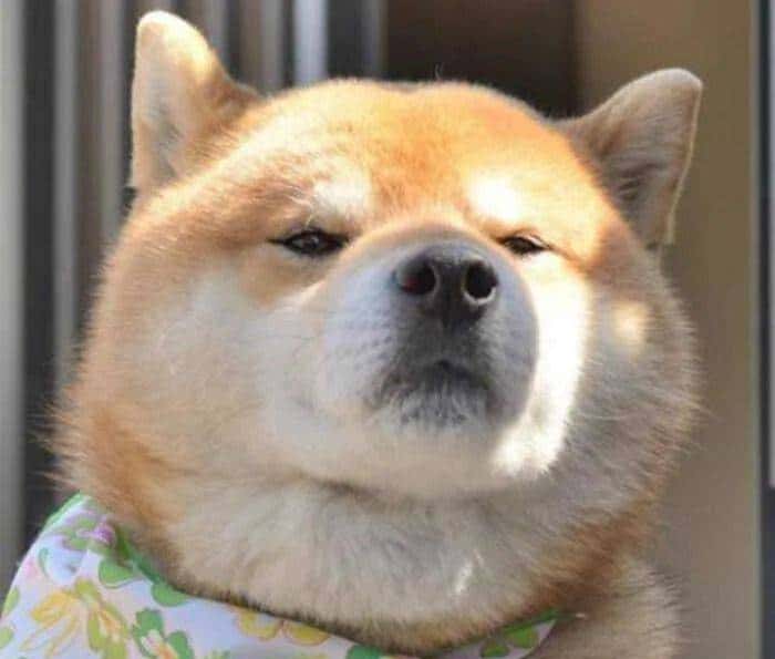 戴森发布了一款戴在嘴巴上的耳机，我还以为愚人节提前来了呢