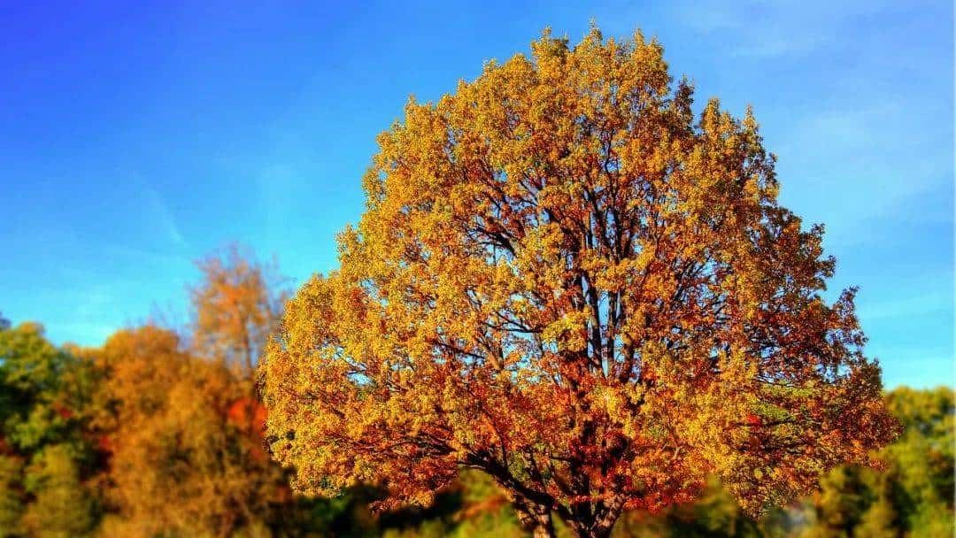 “朋友圈”才不是“friend circle”!正确的表达是