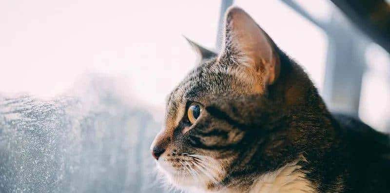 好用到叫出声！强烈推荐 10 款 Mac 软件 - 宋马