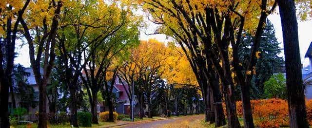 樱花落 第四十六章