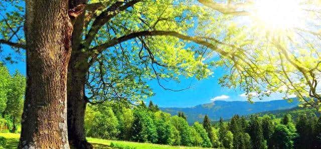 樱花落 第四十六章