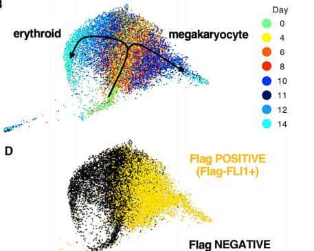 向左走向右走：造血干细胞的命运由它抉择