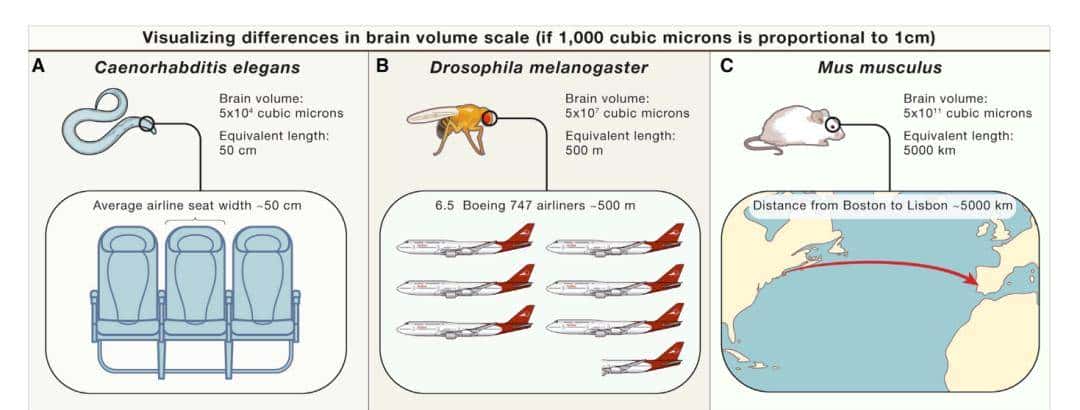 Cell：窥探大脑的奥秘——全脑连接图谱