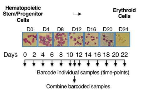 向左走向右走：造血干细胞的命运由它抉择
