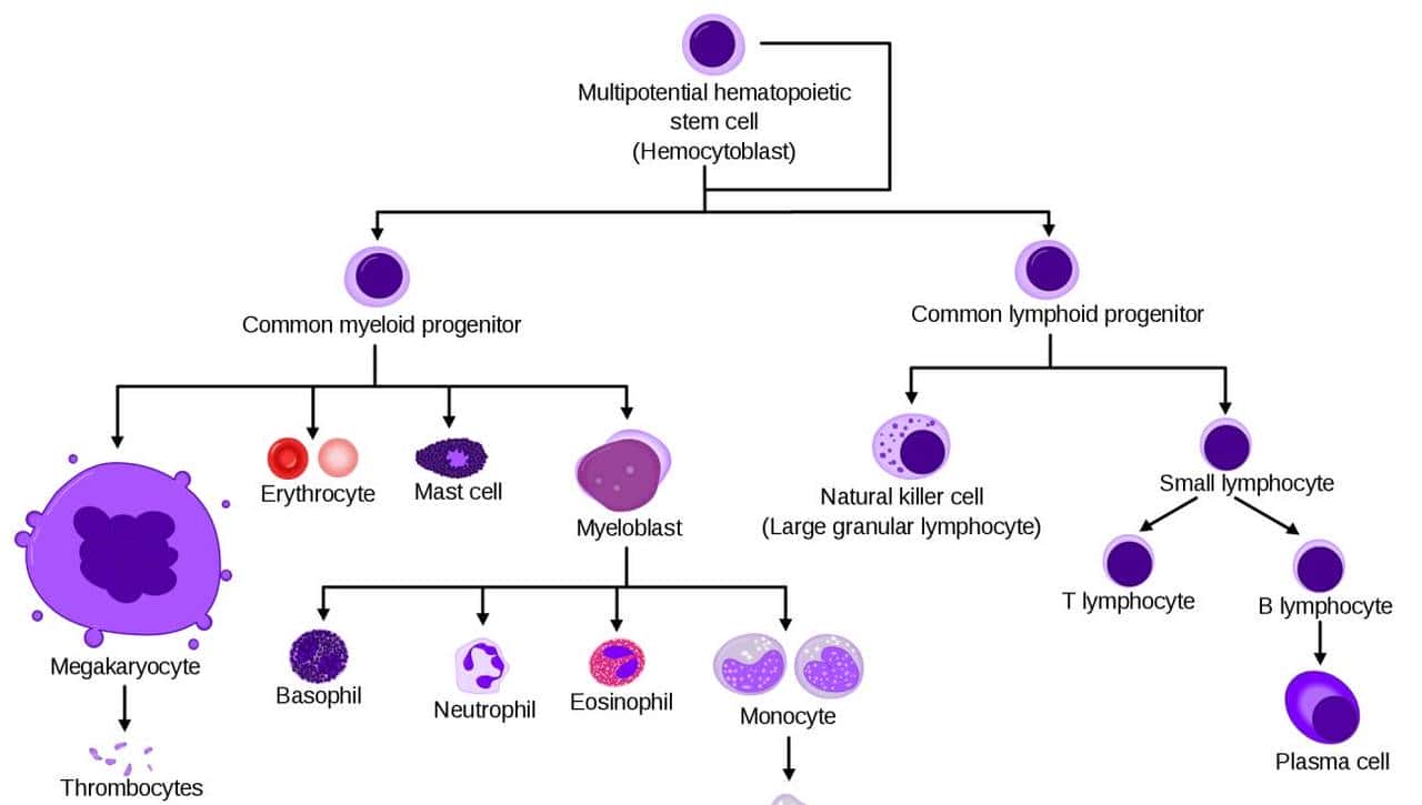 向左走向右走：造血干细胞的命运由它抉择