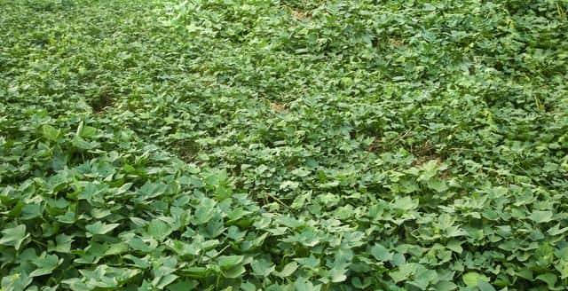 老祖宗传下的“红薯采收口诀”，只有三句话，但句句是精华！