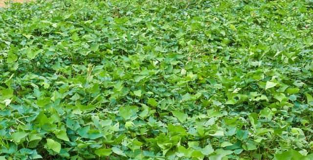 老祖宗传下的“红薯采收口诀”，只有三句话，但句句是精华！